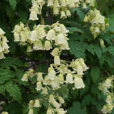 Clematis rehderiana