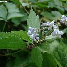 Clematis stans