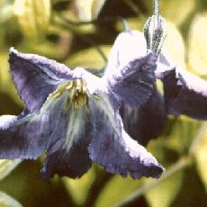 Clematis viticella