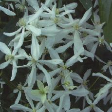 Clematis armandii