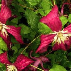 Clematis viticella  'Madame Julia Correvon'