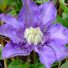 Clematis  'Multi Blue'