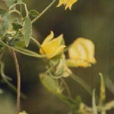 Clematis orientalis  'Orange Peel'