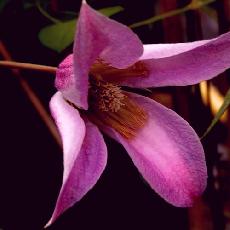 Clematis texensis  'Etoile Rose'