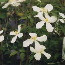 Clematis montana f. grandiflora  'Alba'