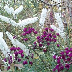 Actaea matsumurae  'White Pearl'