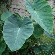 Colocasia esculenta