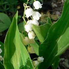 Convallaria majalis