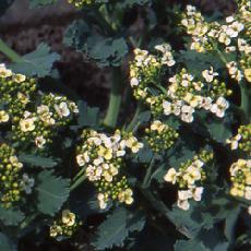 Crambe maritima