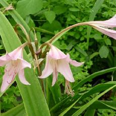 Crinum x powellii