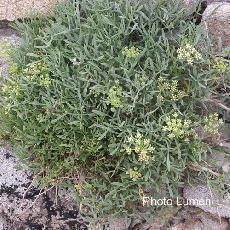 Crithmum maritimum