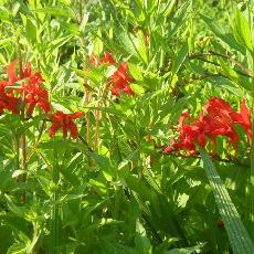 Crocosmia  'Lucifer'