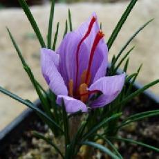 Crocus sativus