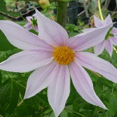 Dahlia imperialis