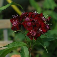 Dianthus barbatus  'Nigrescens'