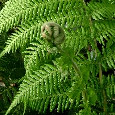 Dicksonia antarctica