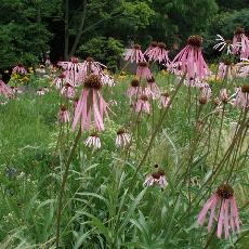 Echinacea pallida