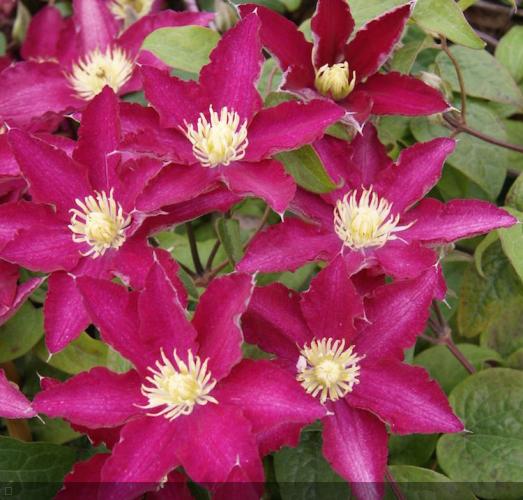 Clematis  'So Many Red Flowers ®Zo 06178'