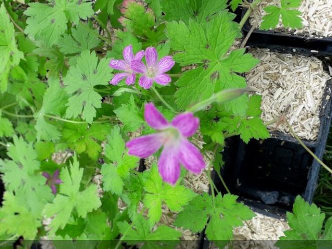 Geranium x oxonianum subsp. f. thurstonianum  'Armitageae'