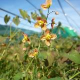 Epimedium x warleyense  'Orangekönigin'