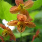 Epimedium x warleyense  'Orangekönigin'