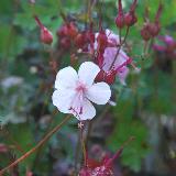 Geranium x cantabrigiense  'Biokovo'