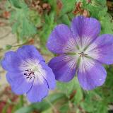 Geranium  'Rozanne'©'