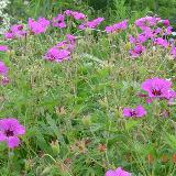 Geranium  'Patricia'