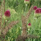Allium sphaerocephalon
