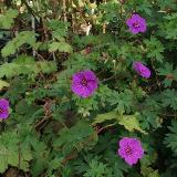 Geranium  'Dilys'