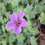 Geranium  'Dilys'