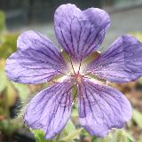 Geranium  'Phillippe Vapelle'