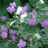 Geranium x cantabrigiense  'Karmina'