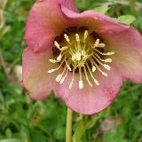 Helleborus orientalis