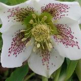 Helleborus orientalis