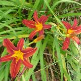 Hemerocallis  'Papoose'