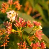 Heptacodium miconioides
