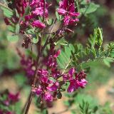Indigofera heterantha