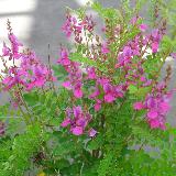 Indigofera heterantha