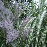 Miscanthus sinensis var. condensatus  'Cabaret'
