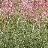Miscanthus sinensis  'Morning Light'