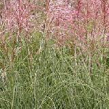 Miscanthus sinensis  'Morning Light'