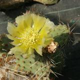 Opuntia humifusa