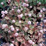 Persicaria capitata