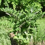 Polygonatum commutatum