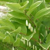 Polygonatum multiflorum  'Variegatum'