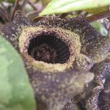 Asarum splendens