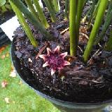 Aspidistra elatior  'Variegata'