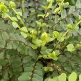 Asplenium trichomanes