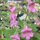 Rehmannia elata